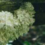 Lion's Mane Mushroom: The Complete Supplement Guide (2026) Lions Mane Mushroom — NordVital Wellness